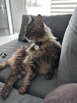 Hotel for Cats