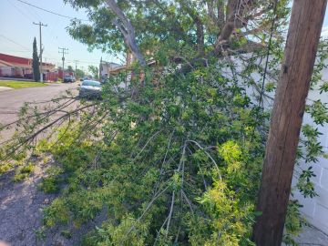Tree Trimmer