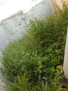 Lawncare