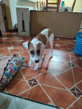 Hospedaje de perros - J. E.