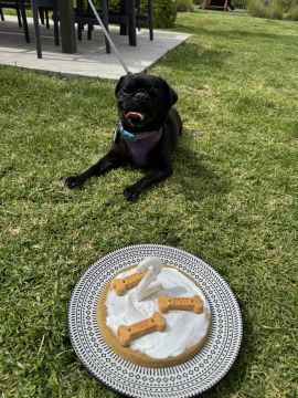 Hospedaje de perros