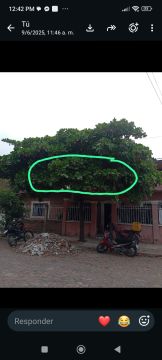 Tree Trimmer