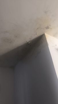 Inspección y eliminación de moho