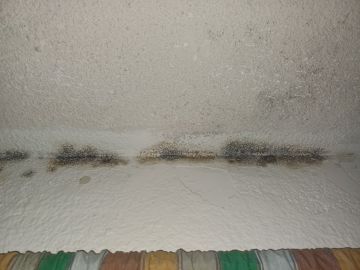 Mold Inspection and Removal