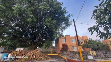 Tree Trimming and Maintenance