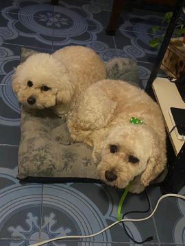 Dog Hotel