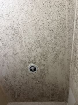 Mold Inspection and Removal