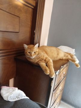 Hotel for Cats