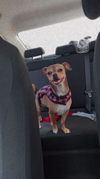 Guardería para perros