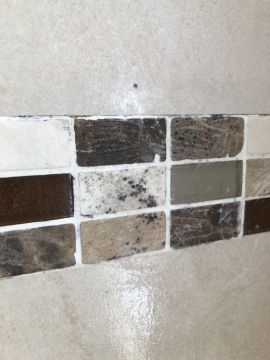 Mold Removal Expert