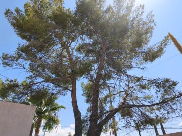 Tree Trimmer