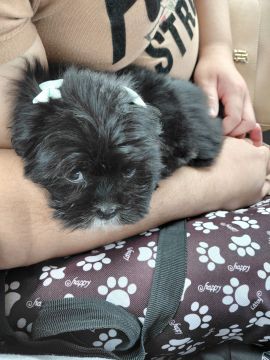 Hospedaje y guarderías de mascotas