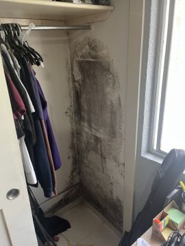 Mold Inspection and Removal
