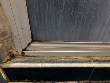 Mold Inspection and Removal