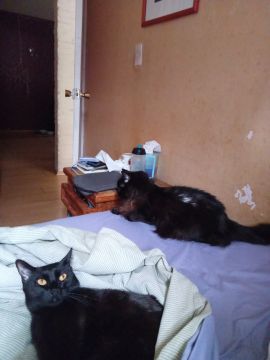 Hospedaje de gatos