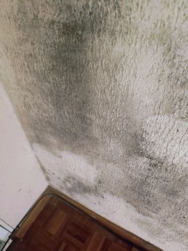 Mold Inspection and Removal - Cleaning