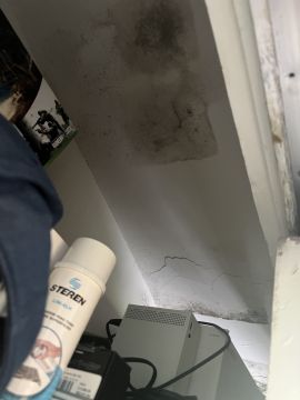 Mold Removal Expert