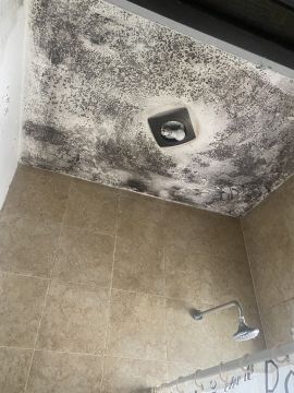 Mold Inspection and Removal