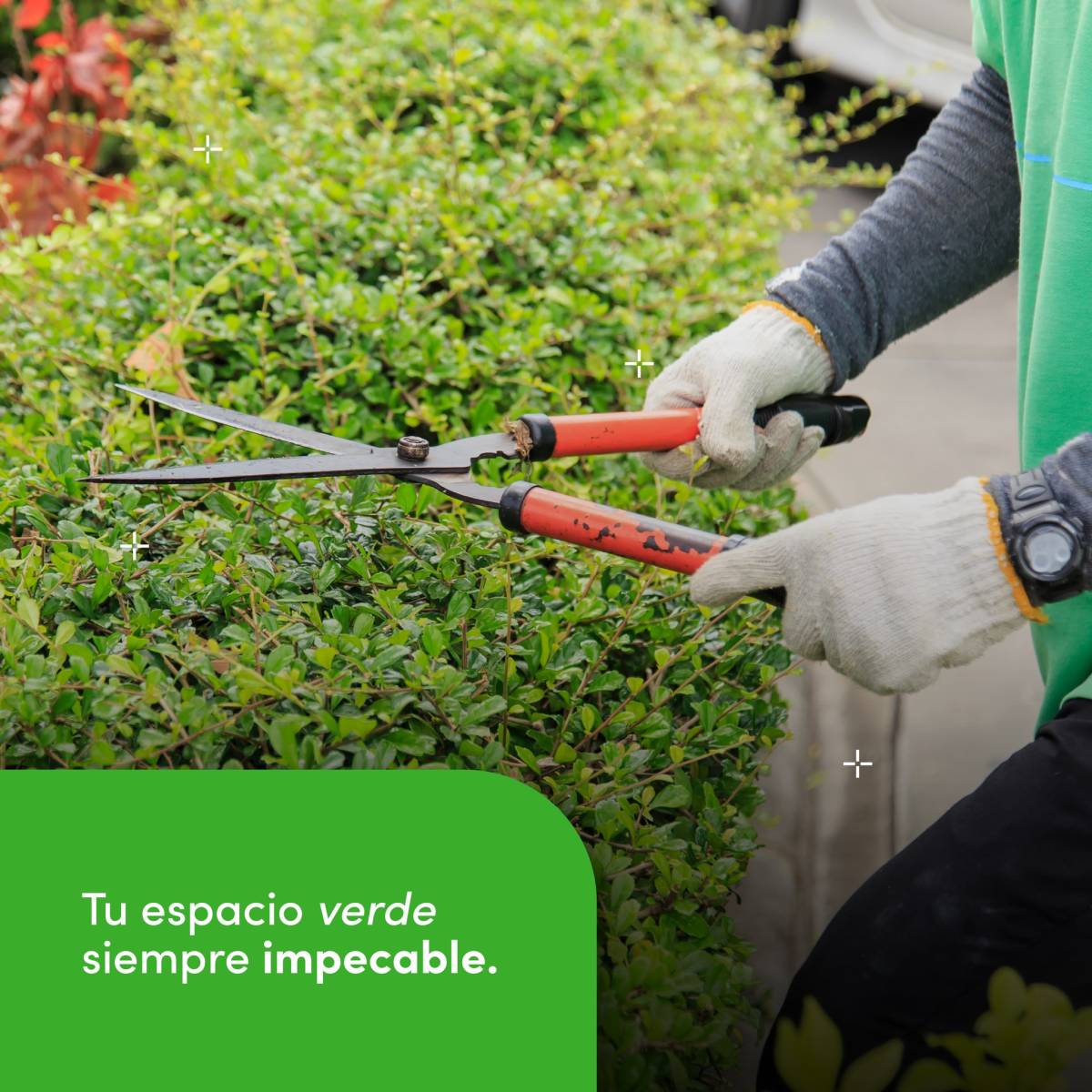 Clean Service Mx - Benito Juárez - Poda y mantenimiento de árboles