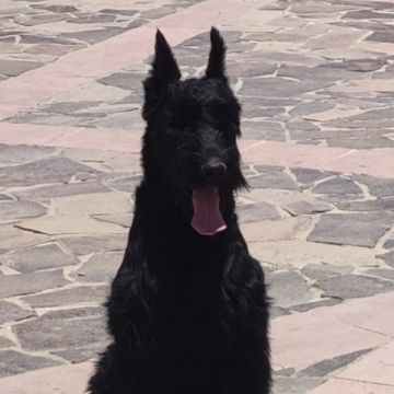 Club Canino Jason XII - Ezequiel Montes - Hospedaje de perros