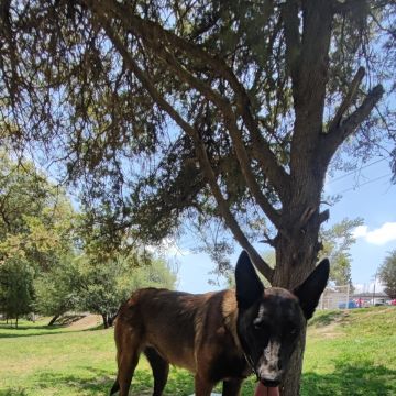 Club Canino Jason XII - Ezequiel Montes - Adiestramiento de perros - Clases privadas