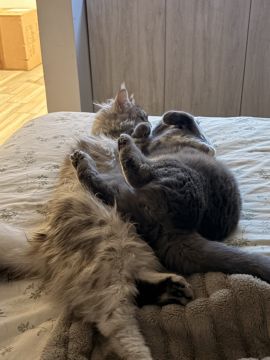 Cat Sitter