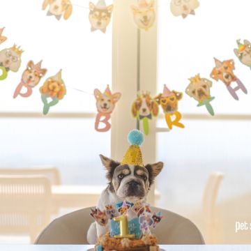 PSBFERPHOTO - El Marqués - Fotografía de mascotas