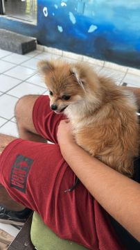 Hospedaje de perros