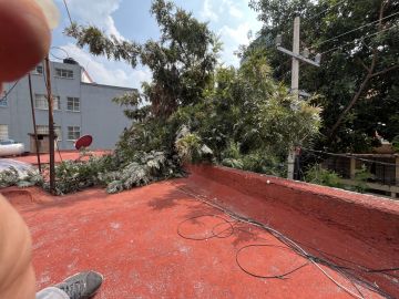 Tree Trimmer