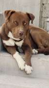 private dog trainer
