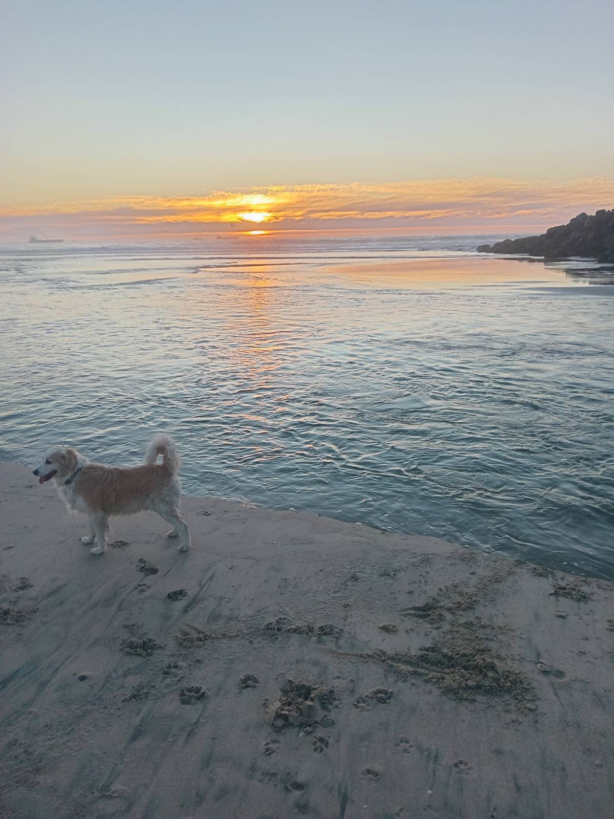 Deniss - Playas de Rosarito - Cuidar tus gatos