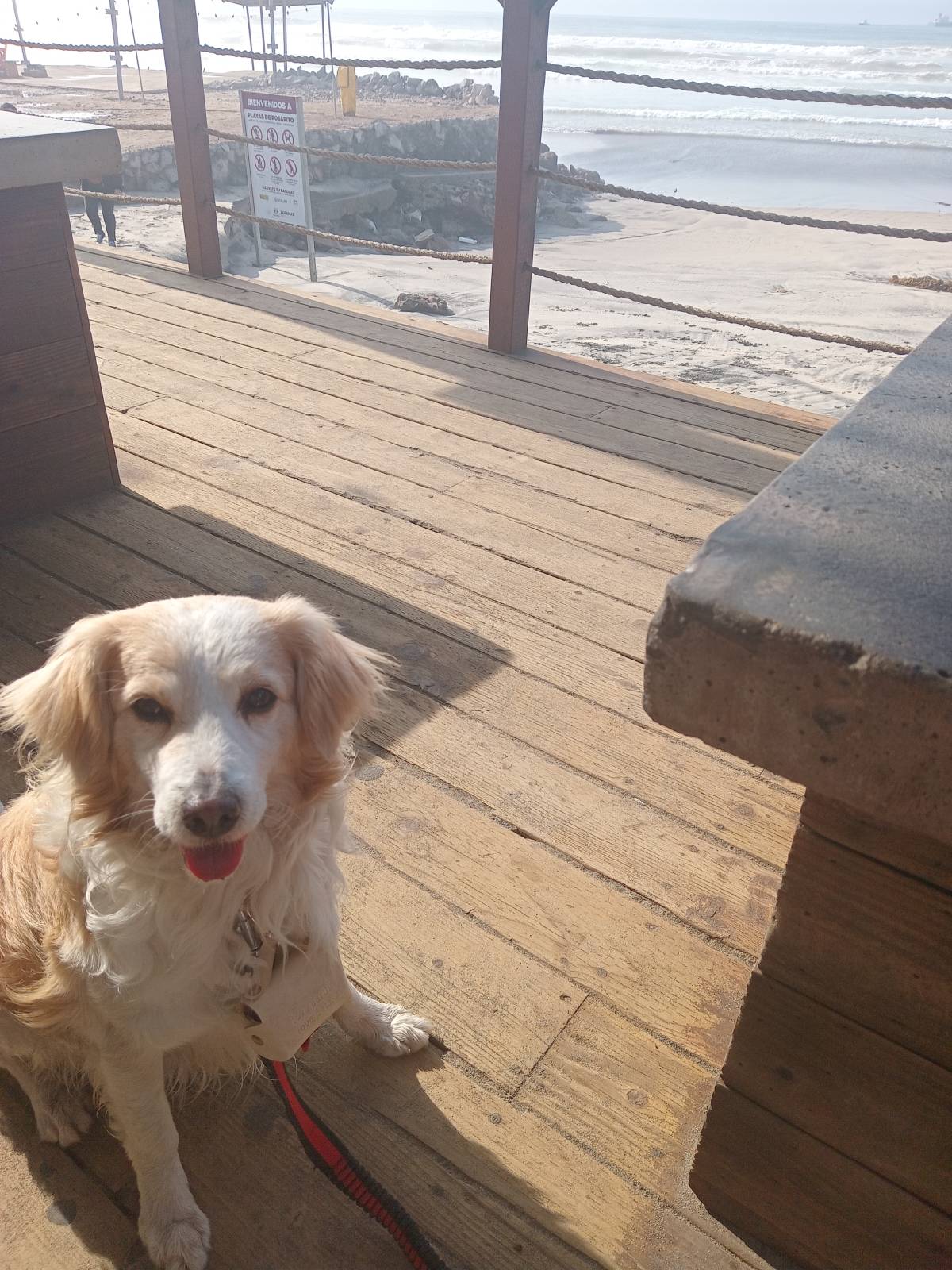 Deniss - Playas de Rosarito - Paseador de perros