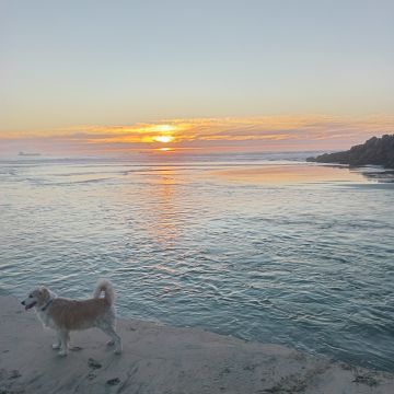 Deniss - Playas de Rosarito - Cuidar tus gatos