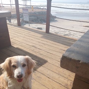 Deniss - Playas de Rosarito - Paseador de perros