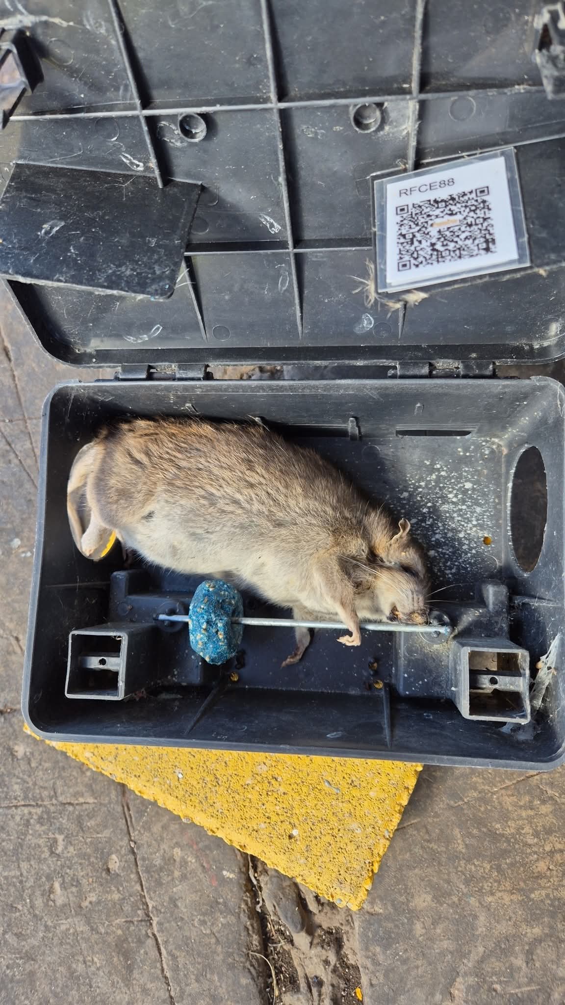 SAR Control de Plagas - Querétaro - Limpieza de tapicerias y muebles