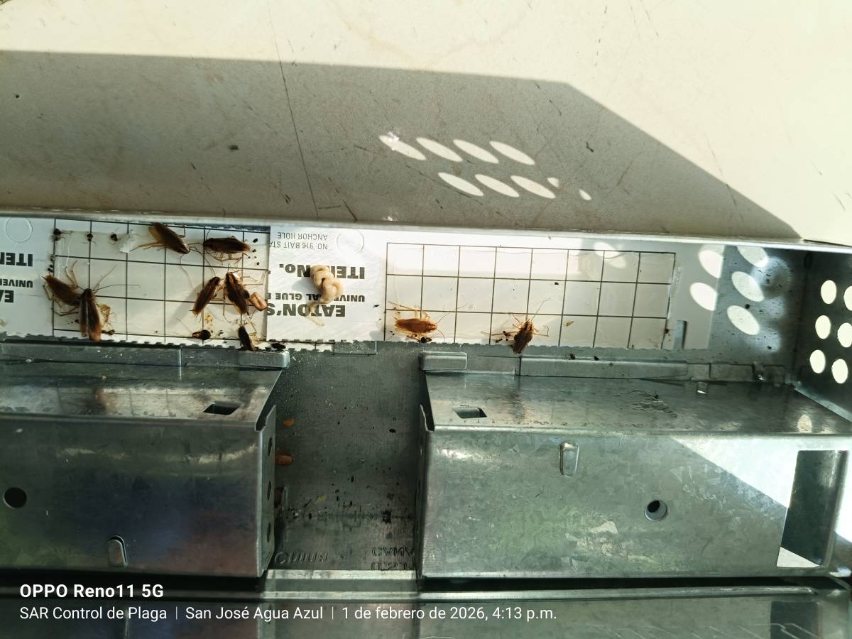 SAR Control de Plagas - Querétaro - Limpieza de Sofás