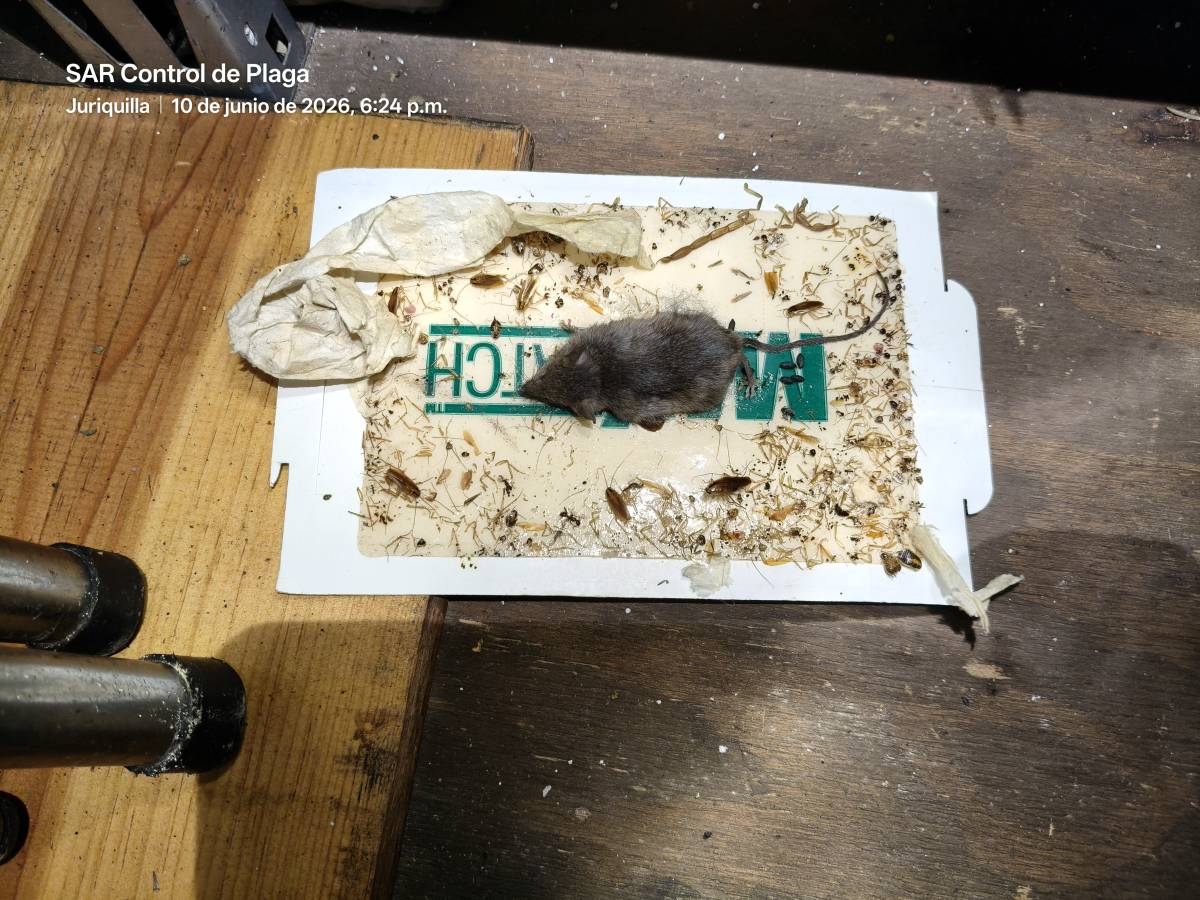 SAR Control de Plagas - Querétaro - Limpieza del hogar (recurrente)