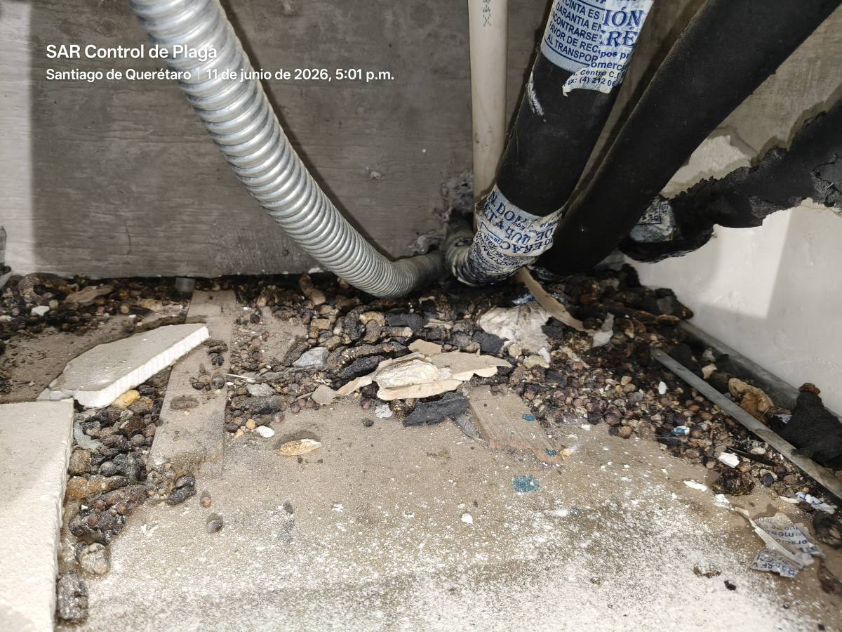 SAR Control de Plagas - Querétaro - Limpieza de apartamentos