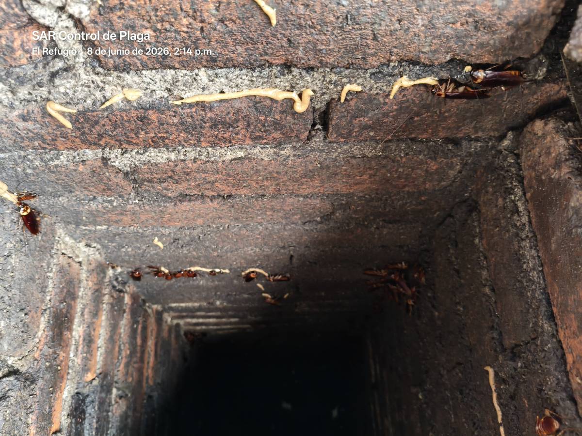 SAR Control de Plagas - Querétaro - Inspección y eliminación de moho