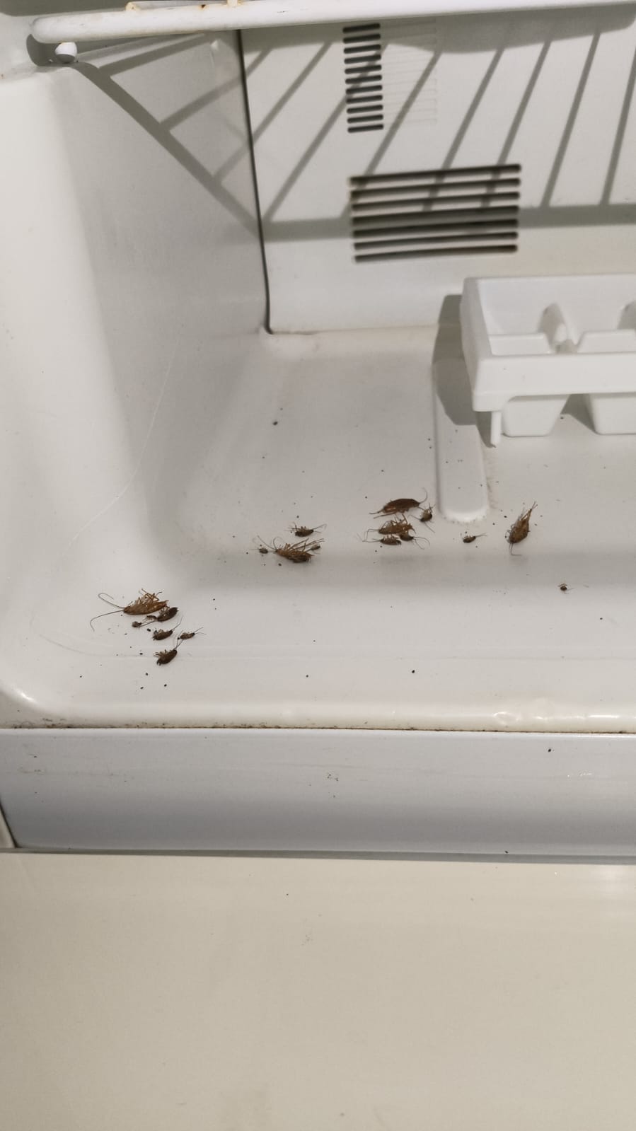 SAR Control de Plagas - Querétaro - Limpieza para mudanzas