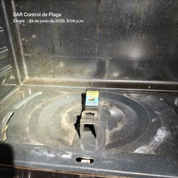 SAR Control de Plagas - Querétaro - Exterminación de chinches