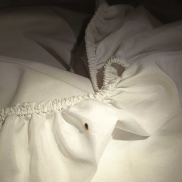 SAR Control de Plagas - Querétaro - Limpieza para mudanzas