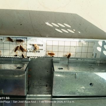 SAR Control de Plagas - Querétaro - Limpieza de Sofás