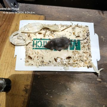 SAR Control de Plagas - Querétaro - Limpieza del hogar (recurrente)
