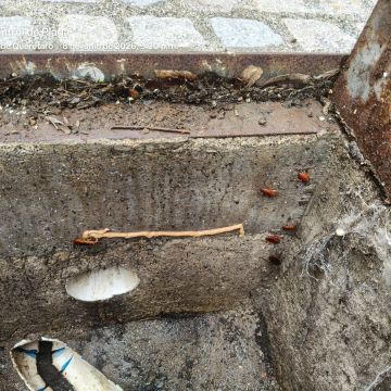 SAR Control de Plagas - Querétaro - Limpieza de colchones