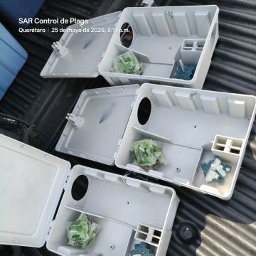SAR Control de Plagas - Querétaro - Limpieza de alfombras