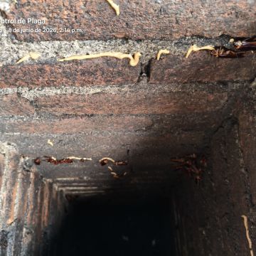 SAR Control de Plagas - Querétaro - Inspección y eliminación de moho
