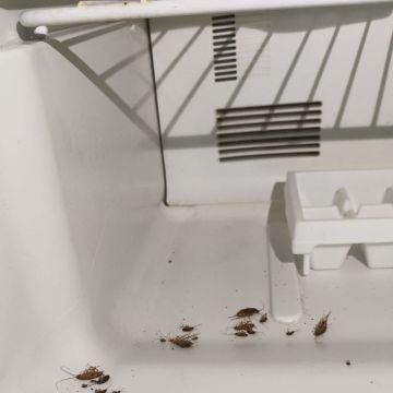 SAR Control de Plagas - Querétaro - Limpieza para mudanzas