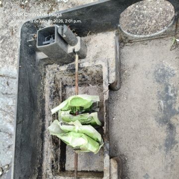 SAR Control de Plagas - Querétaro - Limpieza de tapicerias y muebles