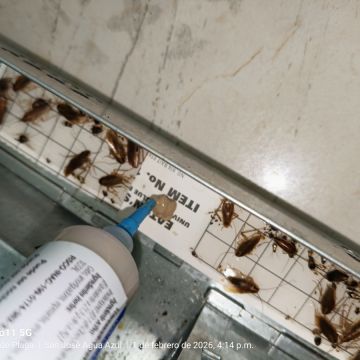 SAR Control de Plagas - Querétaro - Limpieza de ventanas
